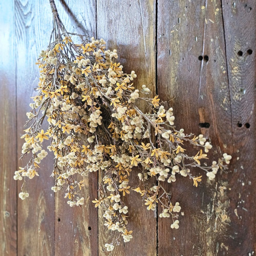 Arbuste à fleurs en forme d'étoile d'automne aux capsules de graines duveteuses
