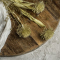Verblasster Allium-Blütengruß