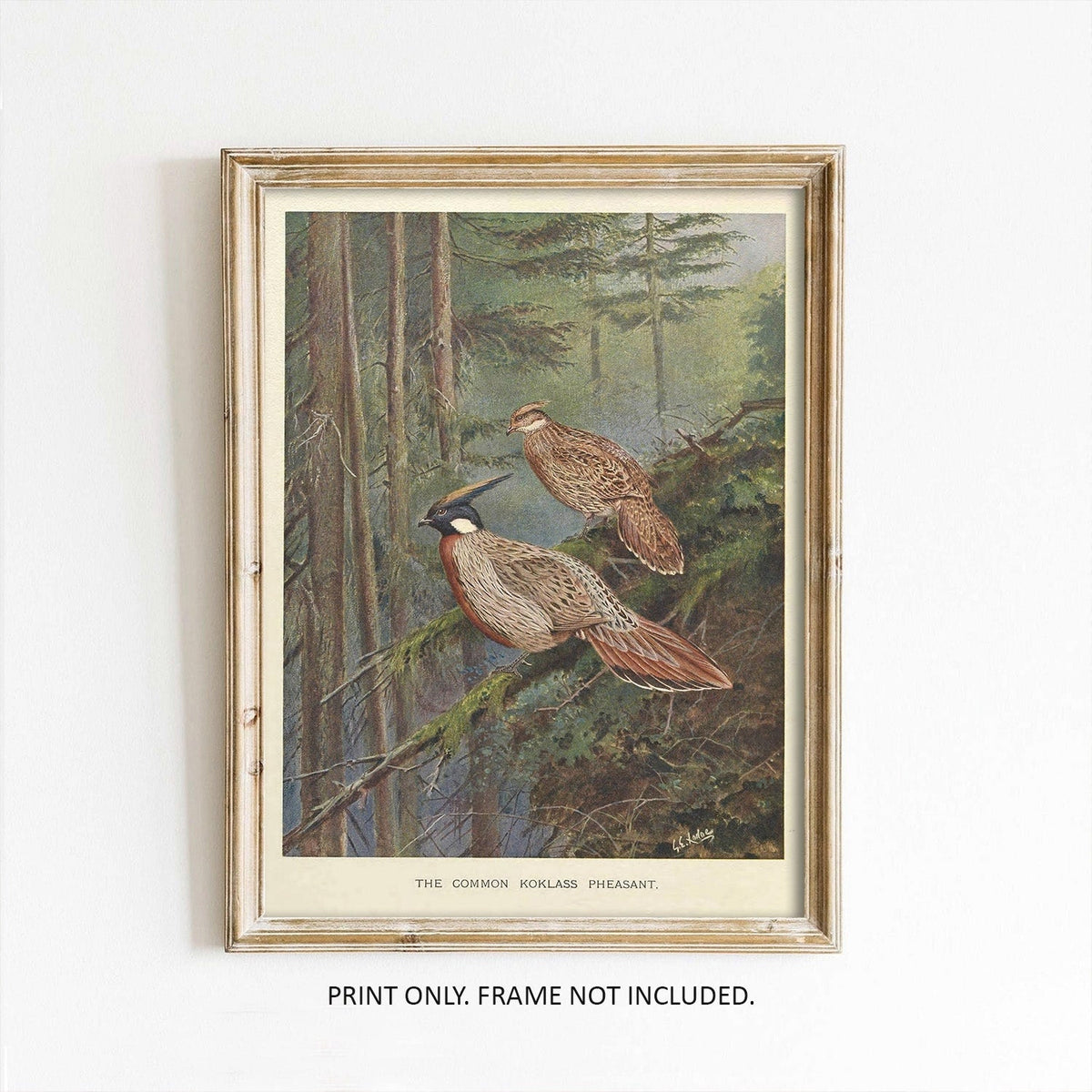 Vintage-Kunstdruck mit Fasanenmotiv