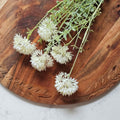 Weißer Allium-Blütensprühzweig