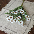 Weiße Mini-Gänseblümchen-Pflanze